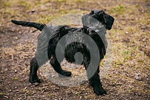 Black puppy of Giant Schnauzer dog