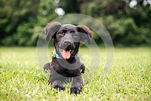 Black puppy in the grass, grass shark. adorable Lab mix.