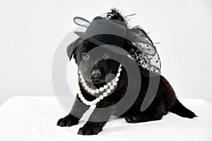 A black puppy in a hat on a white table.