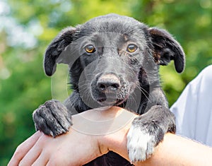 Black puppy holding a human hand