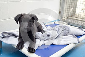 A black puppy lays on his bed at the animal shelter