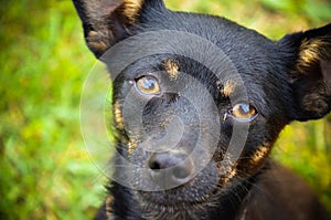 Black puppy looking to camera