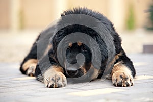 A black puppy of mastiff