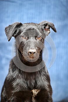 Black puppy mongrel on a blue