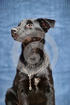 Black puppy mongrel on a blue