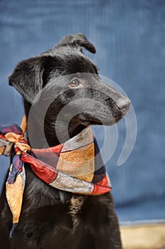 Black puppy mongrel with a scarf