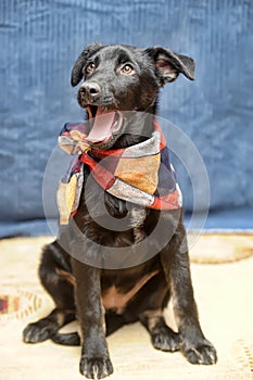 Black puppy mongrel with a scarf