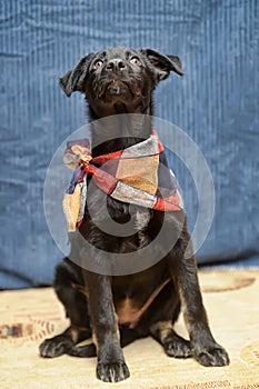 Black puppy mongrel with a scarf