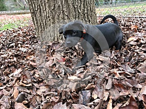 Black puppy playing in autumn leaves.