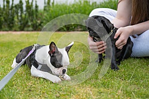 A black puppy pug being held by a girl is looking at a Boston Terrier puppy eating a leaf. They are outside on grass