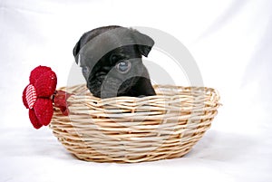 The black puppy of a pug sits in a wattled basket with a red bow