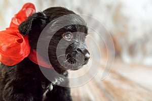 The black puppy with red ribbons bows is sitting portrait