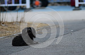 Black puppy by the road