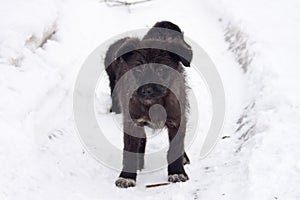 Black puppy on road