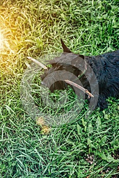 Black puppy Scottish terrier runs on green grass in natural park