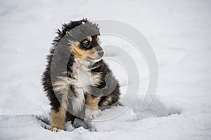 Black puppy in the snow