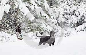 Black puppy in snowy nature