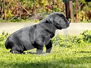 Black puppy - South African BoerBoel