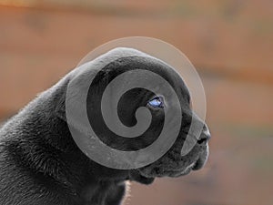 Black puppy - South African BoerBoel