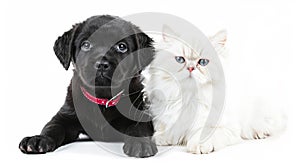The Puppy and Kitten.AI generated image