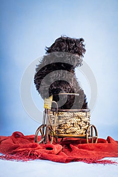 Black puppy on a wicker bike