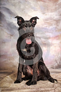 Black puppy on a winter background