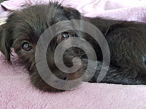 Black puppy wrapped in blanked