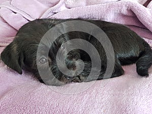 Black puppy wrapped in blanked