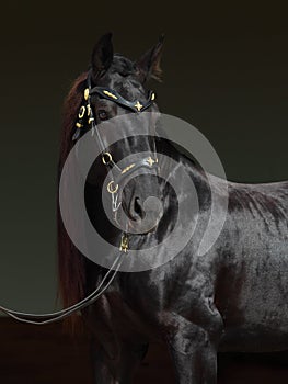 Black purebred horse portrait in dark backdround