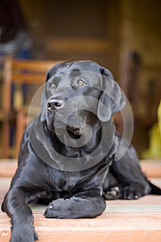 Black purebred labrador