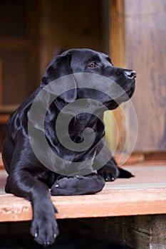 Black purebred labrador photo