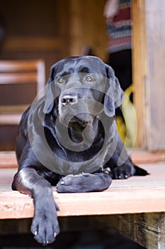 Black purebred labrador