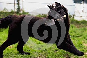 Black purebred newfoundland dog with a garden shovel in its mouth