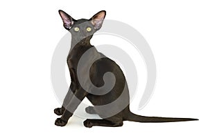 Black purebred oriental cat