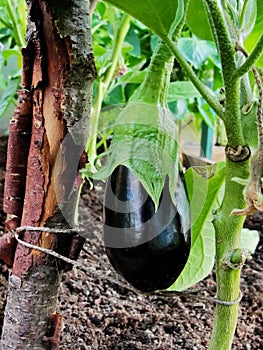 Black purple eggplant fruit grows on a branch of a garden plant in a garden greenhouse among the green leaves.