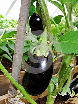 Black purple eggplant fruit grows on a branch of a garden plant in a garden greenhouse among the green leaves.