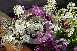 Black and Purple Flowers