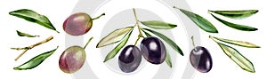 Black and purple olive branches. Watercolor set of design elements. Dark shiny fruits with leaves. Realistic painting