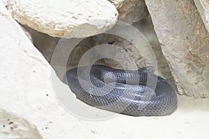 Black python (Desert Cobra)