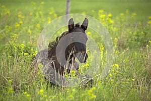 Black quarter horse foal laying in green pasture with yellow blossoms