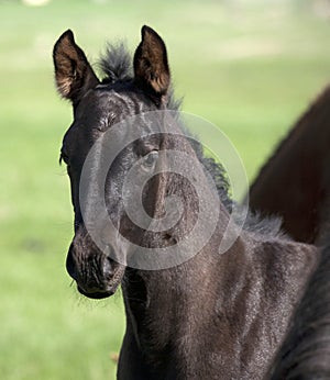 Black Quarter horse foal in the pasture