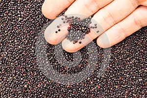 Black Quinoa seed. Person with grains in hand. Macro. Whole food