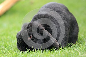 Black rabbit