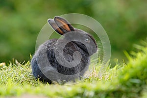 Black Rabbit