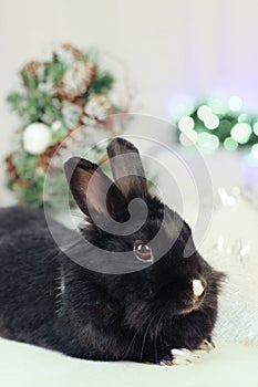 Black rabbit as symbol 2023 and Christmas tree.