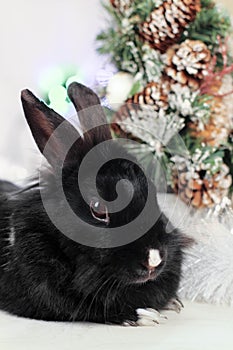 Black rabbit as symbol 2023 and Christmas tree.