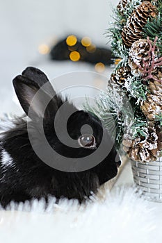 Black rabbit as symbol 2023 and Christmas tree.