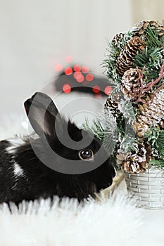 Black rabbit as symbol 2023 and Christmas tree.