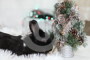 Black rabbit as symbol 2023 and Christmas tree