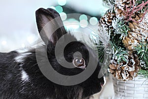 Black rabbit as symbol 2023 and Christmas tree